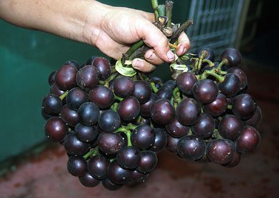 Amazon Grape